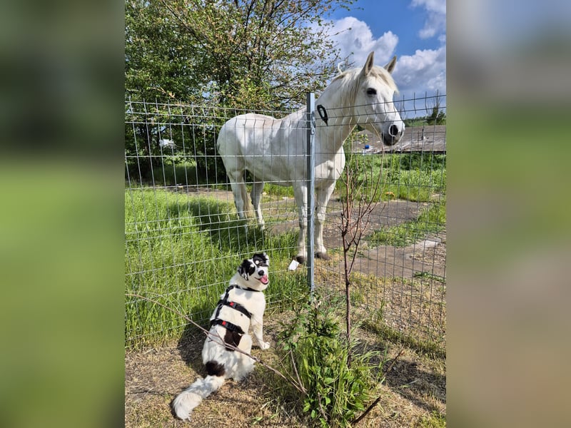 Sanfte Mira sucht ihre Familie
