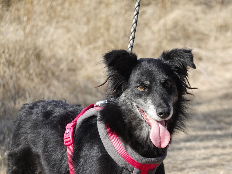 Hübsche Berta sucht ihre Menschen