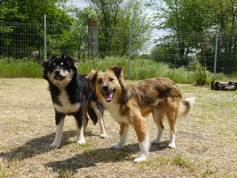 Sensible Nika sucht erfahrene Familie