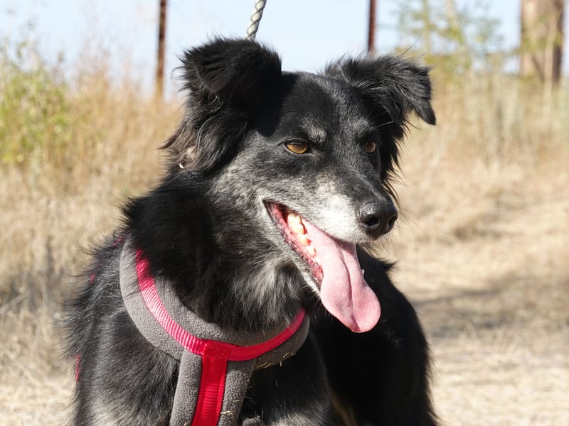 Hübsche Berta sucht ihre Menschen