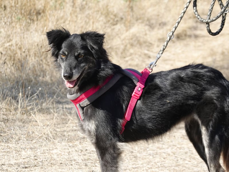 Hübsche Berta sucht ihre Menschen