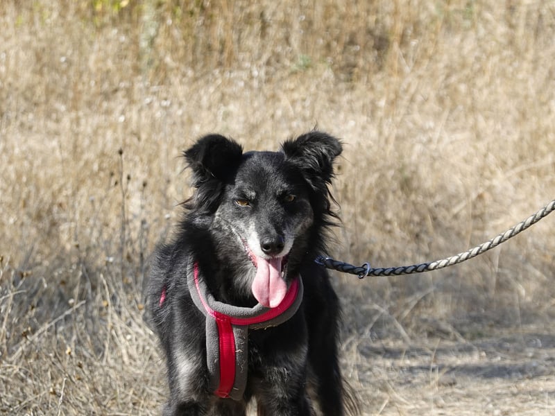 Hübsche Berta sucht ihre Menschen