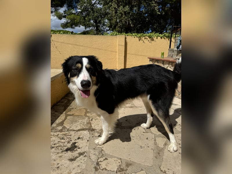 Laprador Border Collie Mix ( 3 Beine )