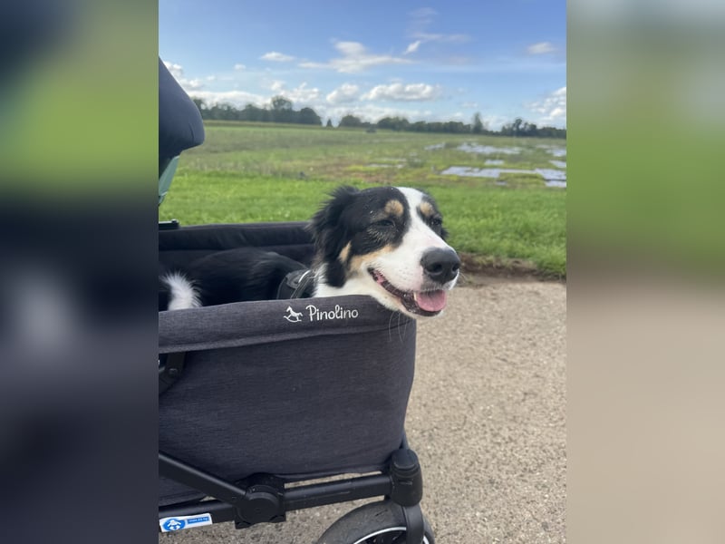 Laprador Border Collie Mix ( 3 Beine )
