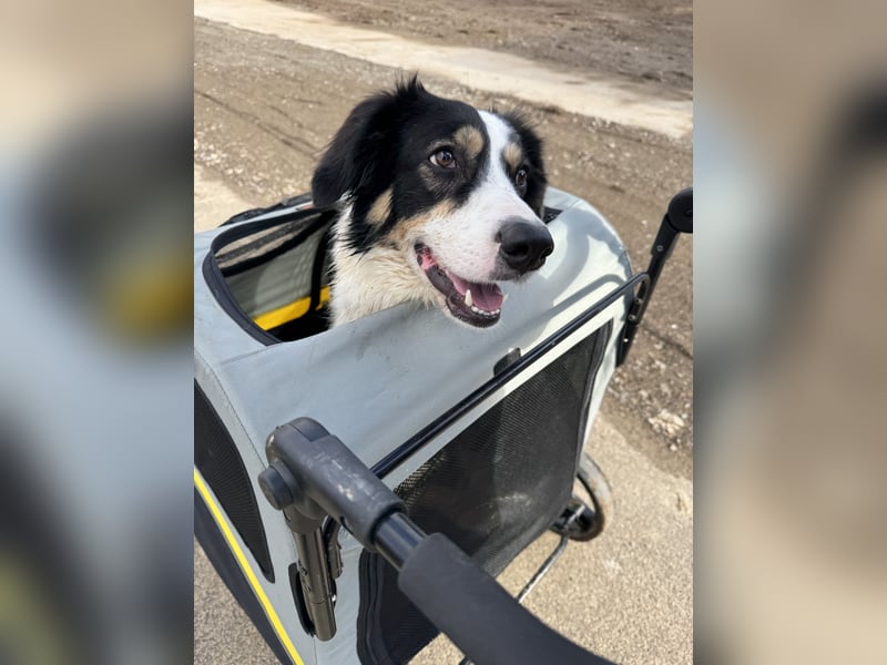 Laprador Border Collie Mix ( 3 Beine )