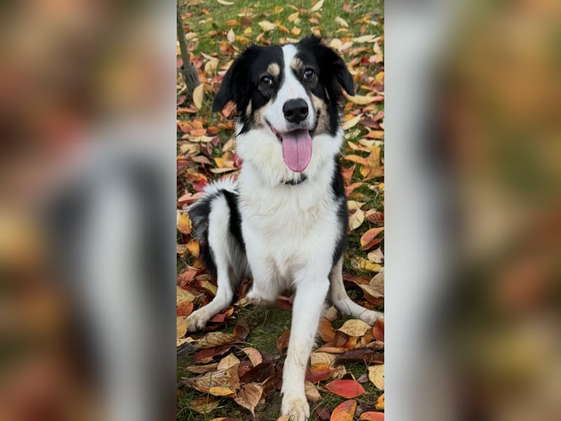 Laprador Border Collie Mix ( 3 Beine )