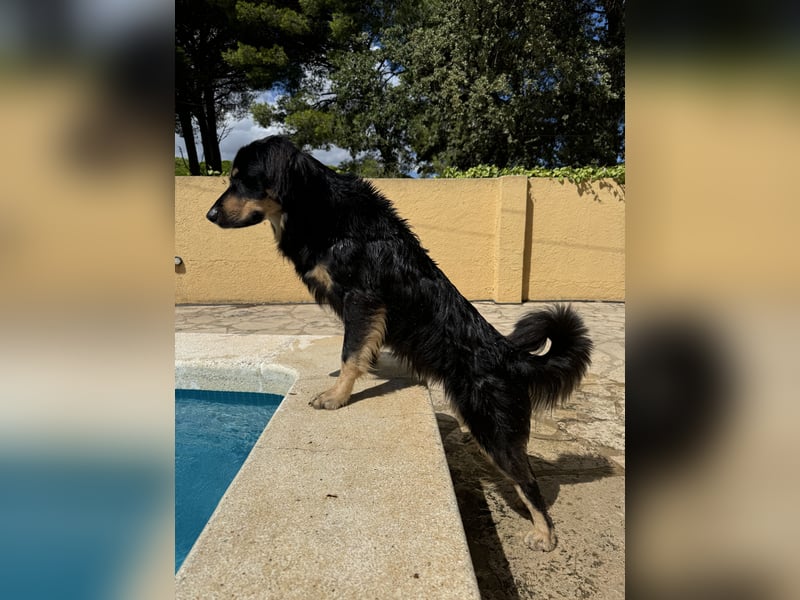 Laprador - Border Collie Mix