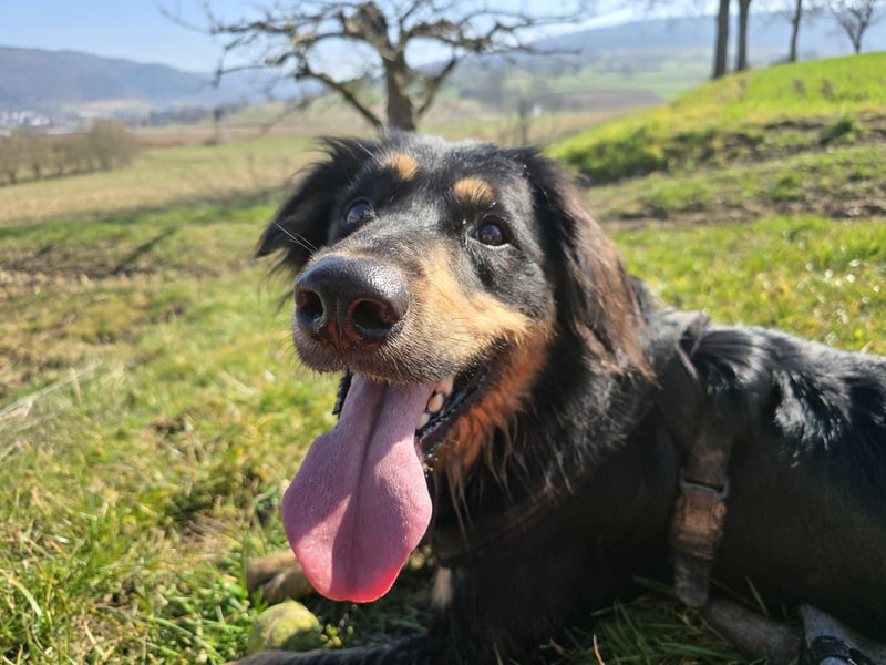 Laprador - Border Collie Mix