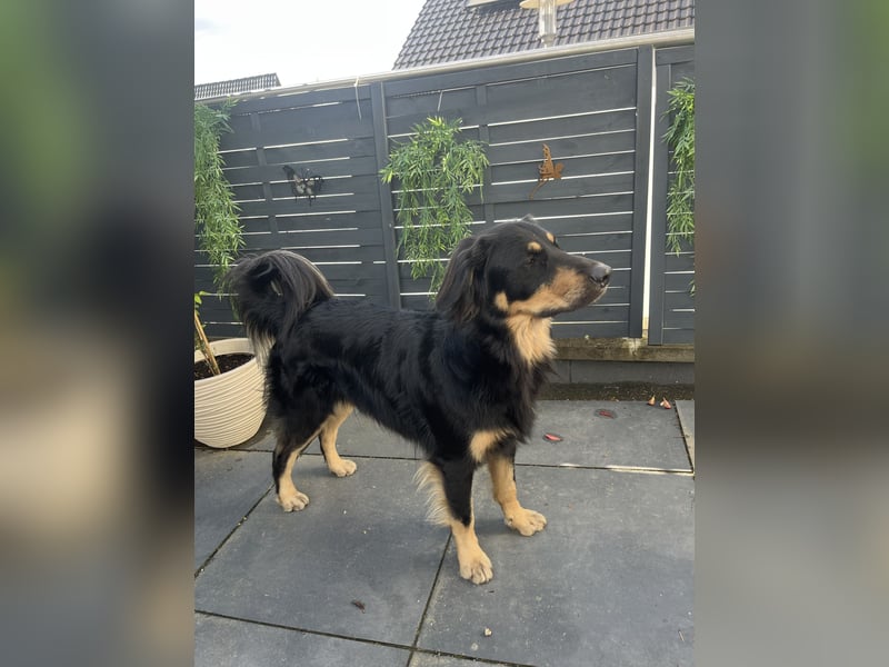 Laprador - Border Collie Mix