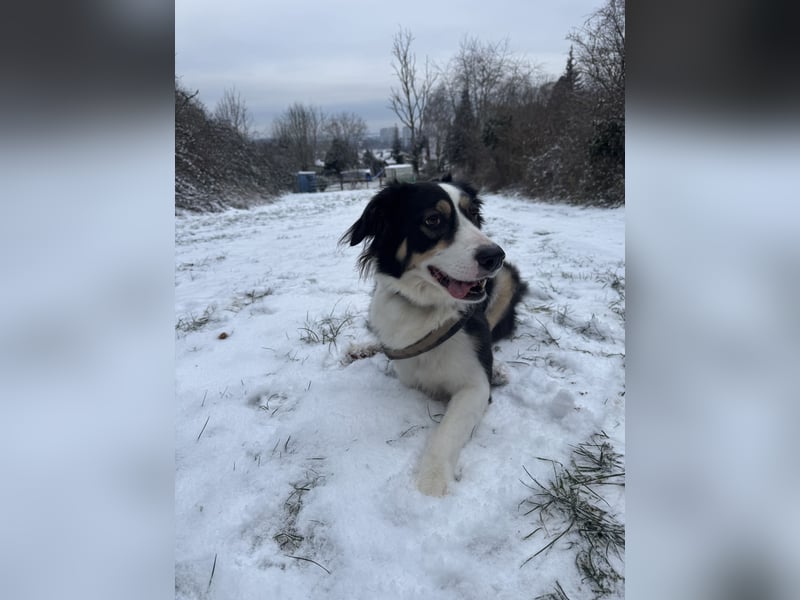 Laprador Border Collie Mix ( 3 Beine )