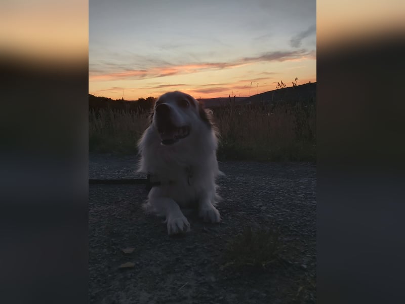 Braver Mischling in gute Hände