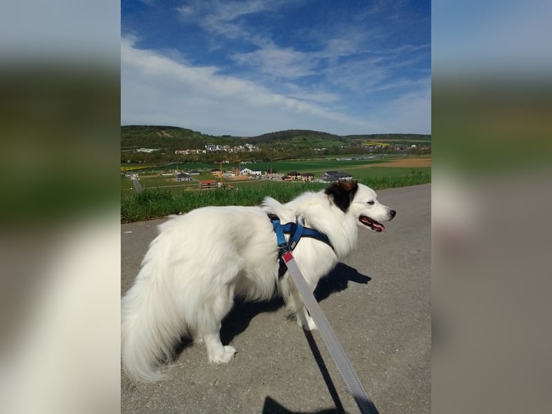 Braver Mischling in gute Hände