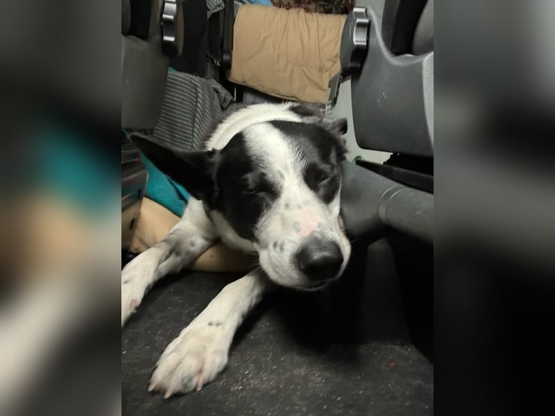 Border-Collie-Mix  Samu (5 Jahre)