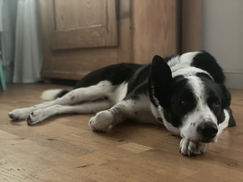Border-Collie-Mix  Samu (5 Jahre)