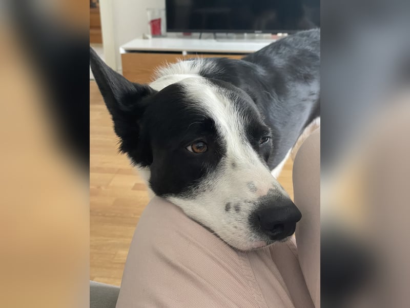 Border-Collie-Mix  Samu (5 Jahre)