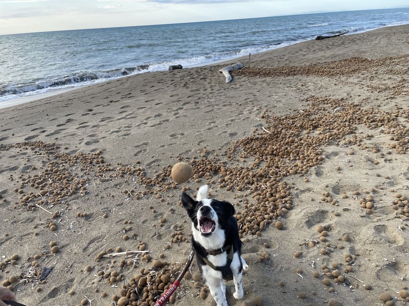 Border-Collie-Mix  Samu (5 Jahre)