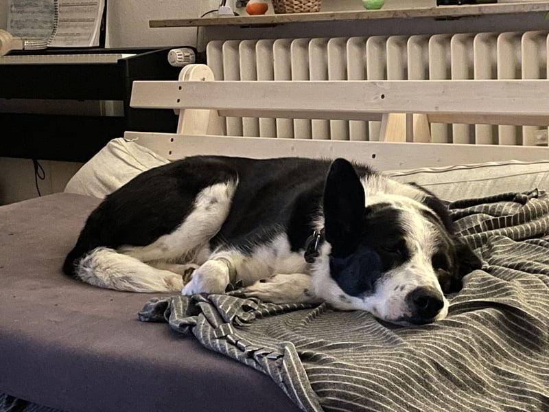 Border-Collie-Mix  Samu (5 Jahre)