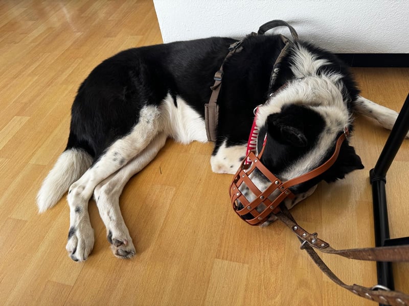 Border-Collie-Mix  Samu (5 Jahre)