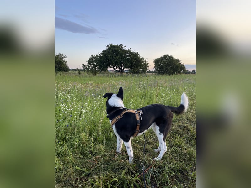 Border-Collie-Mix  Samu (5 Jahre)