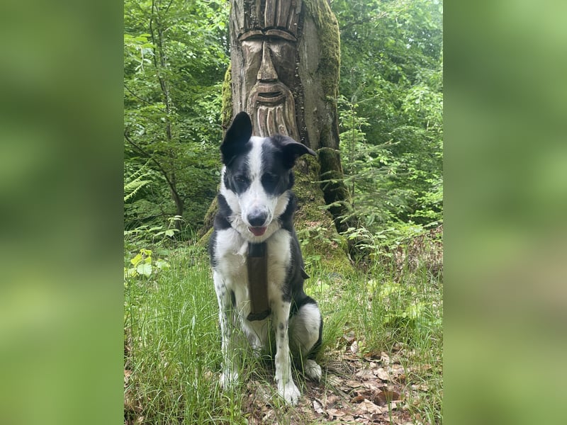 Border-Collie-Mix  Samu (5 Jahre)