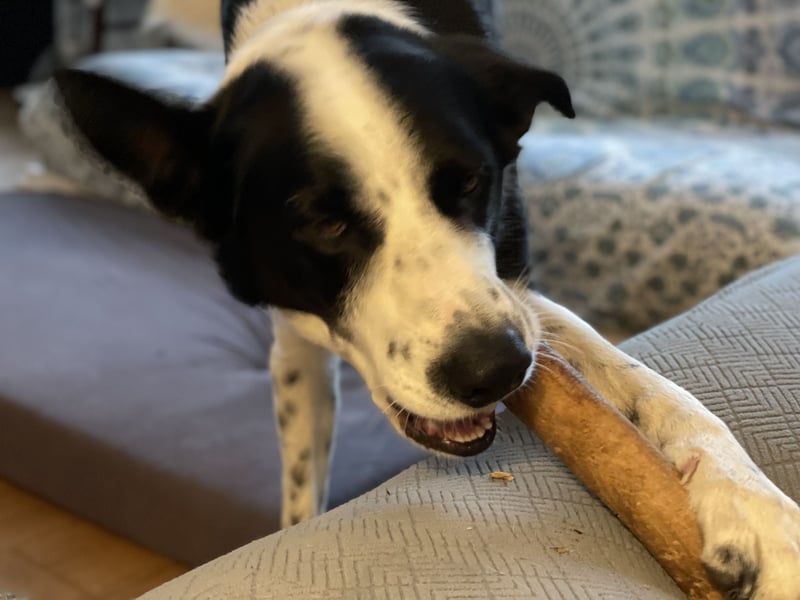 Border-Collie-Mix  Samu (5 Jahre)