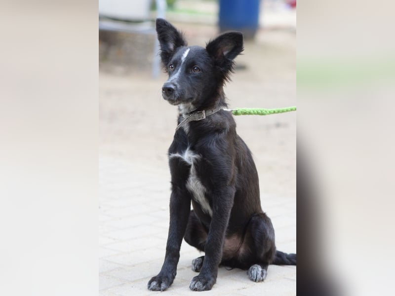 Freja - offene, freundliche, verspielte Junghündin