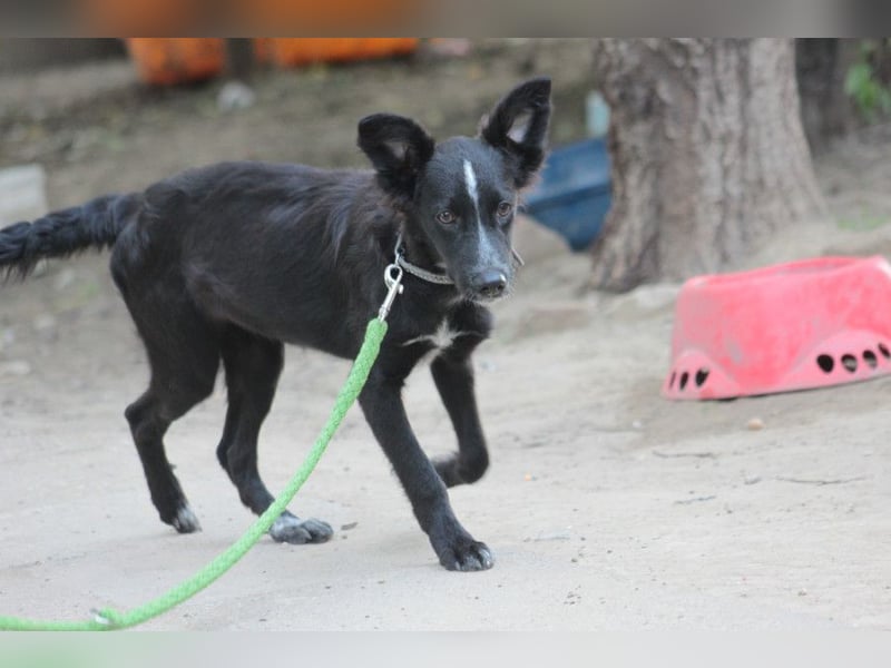 Freja - offene, freundliche, verspielte Junghündin