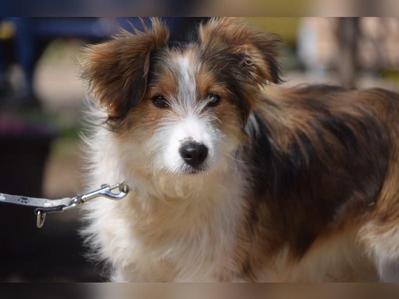 Nancy - aufgeschlossene, freundliche, verschmuste und verspielte junge Hündin