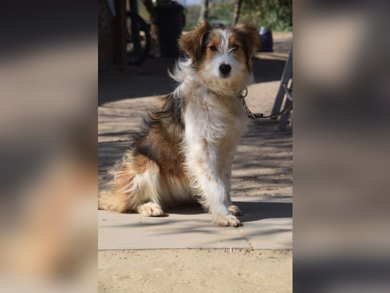 Nancy - eine nette, aufgeschlossene, verschmuste, liebe junge HÜndin