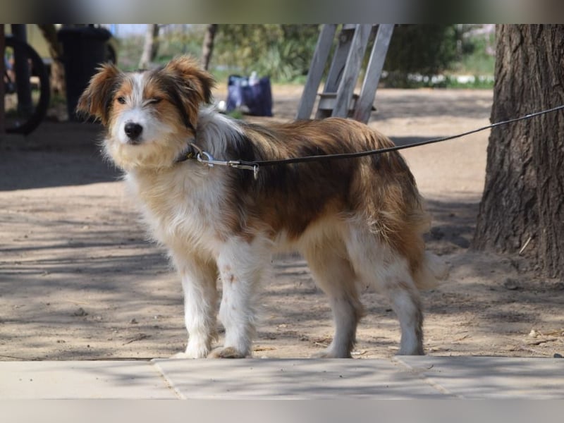 Nancy - eine nette, aufgeschlossene, verschmuste, liebe junge HÜndin