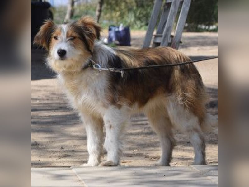 Nancy - aufgeschlossene, freundliche, verschmuste und verspielte junge Hündin