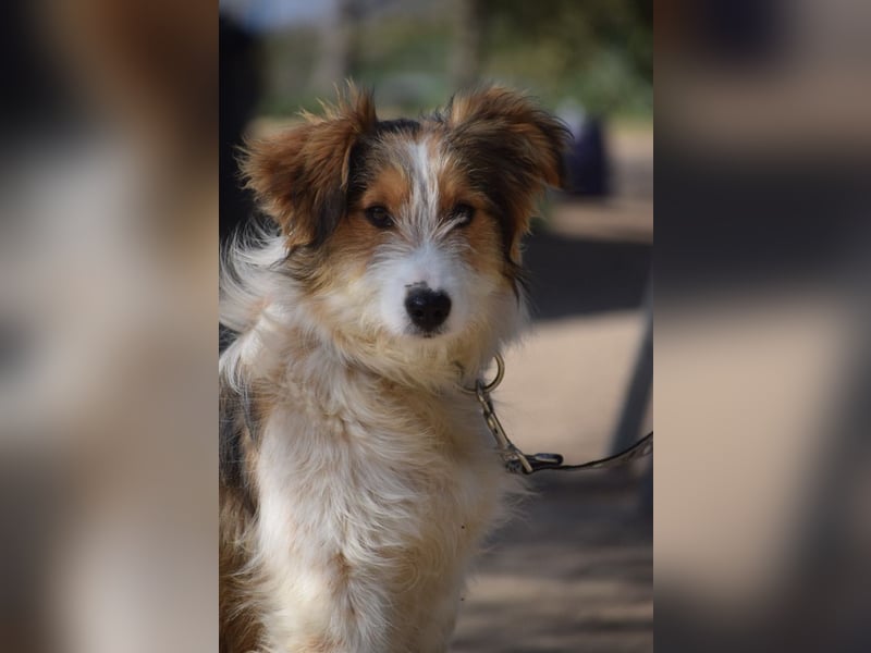 Nancy - eine nette, aufgeschlossene, verschmuste, liebe junge HÜndin