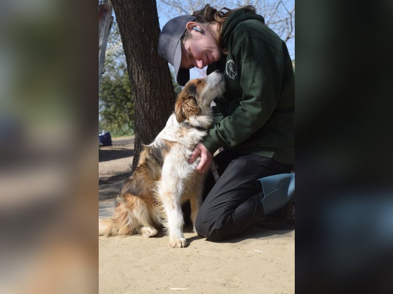 Nancy - aufgeschlossene, freundliche, verschmuste und verspielte junge Hündin