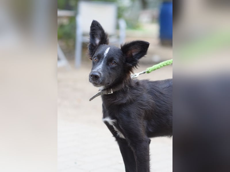 Freja - offene, freundliche, verspielte Junghündin