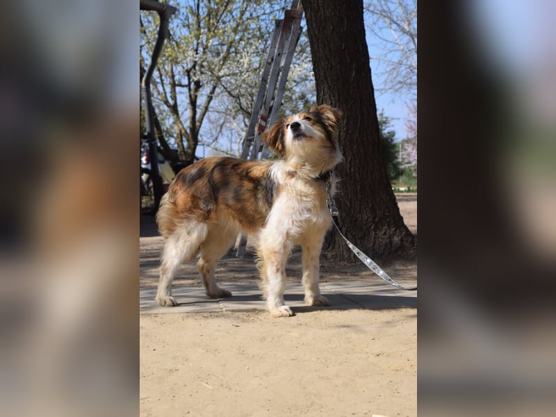 Nancy - eine nette, aufgeschlossene, verschmuste, liebe junge HÜndin