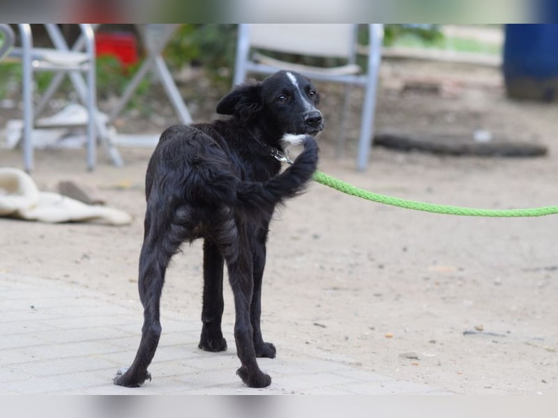 Freja - offene, freundliche, verspielte Junghündin