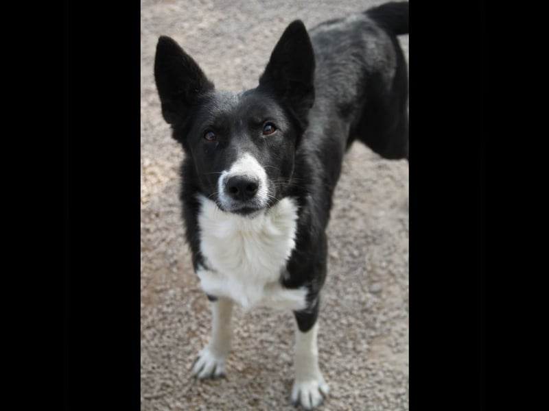 liebe Border Collie Mischlings-Hündin Naomi sucht ein Zuhause