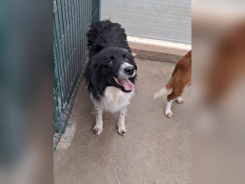 Muki lieber Border Collie Mischling Rüde sucht Zuhause oder Pflegestelle