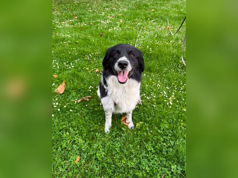 Border Collie Mischling Muki sucht seine Familie