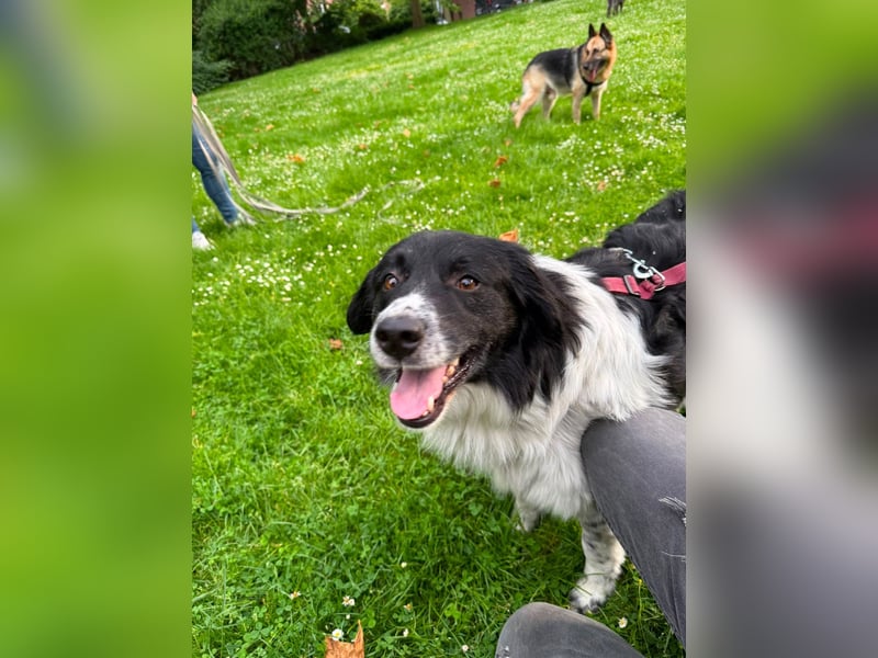 Border Collie Mischling Muki sucht seine Familie