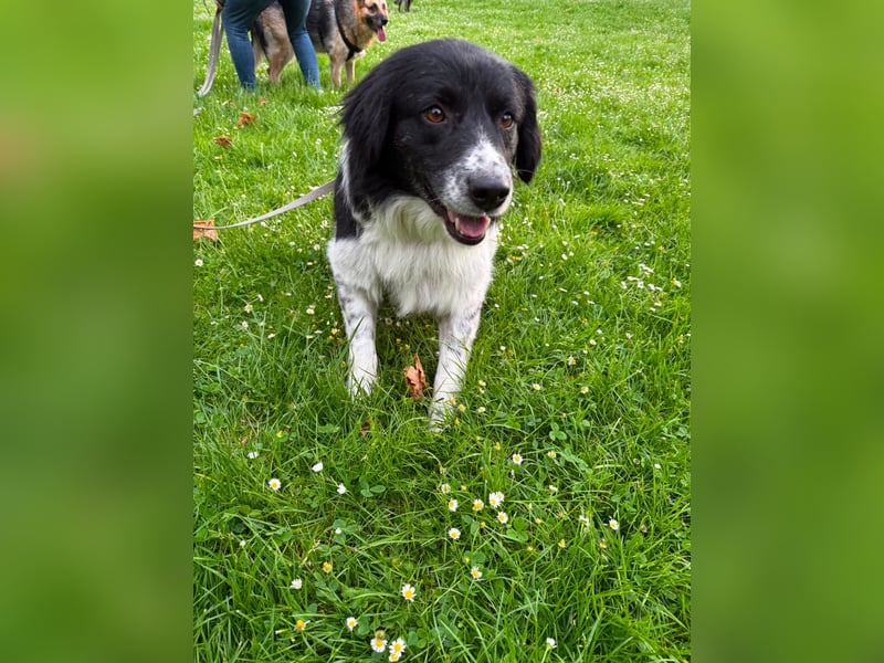 Border Collie Mischling Muki sucht seine Familie