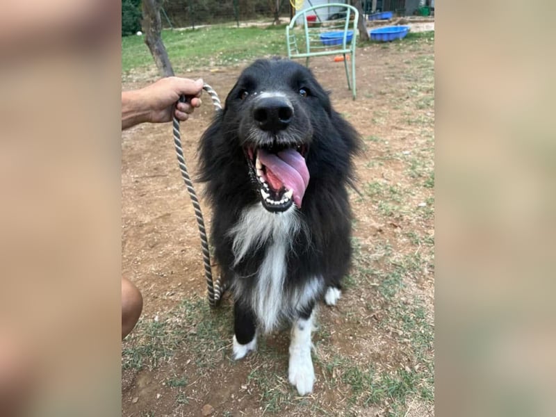 bildhübsche Border-Collie Mischlings-Hündin Maza sucht ihre Familie