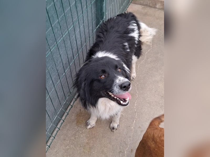 Muki lieber Border Collie Mischling Rüde sucht Zuhause oder Pflegestelle