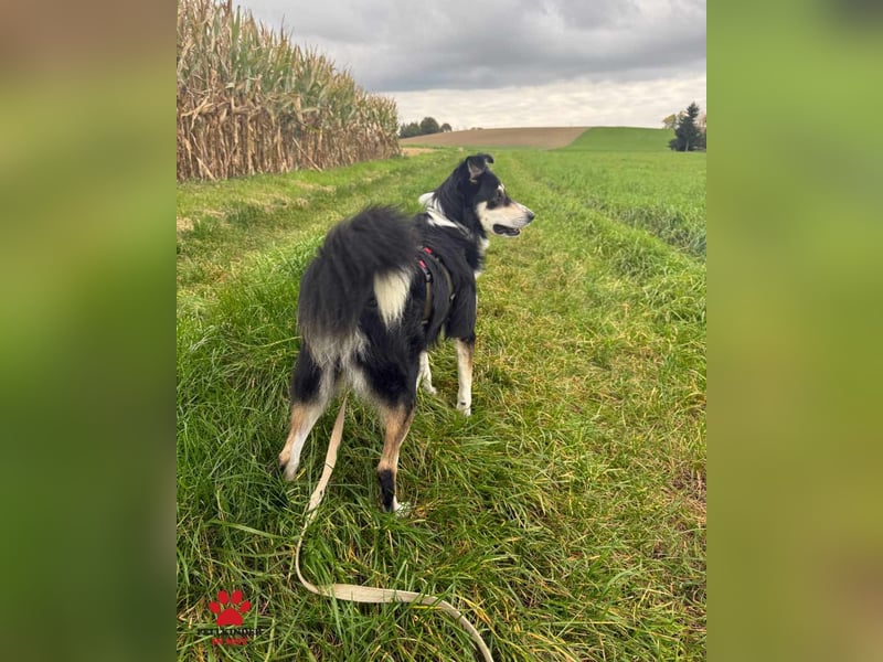 hübscher Border Collie Mischlings-Rüde Cuby sucht ein Zuhause, Hütehund hübscher Border Collie Mischlings-Rüde Cuby sucht ein Zuhause, Hütehund