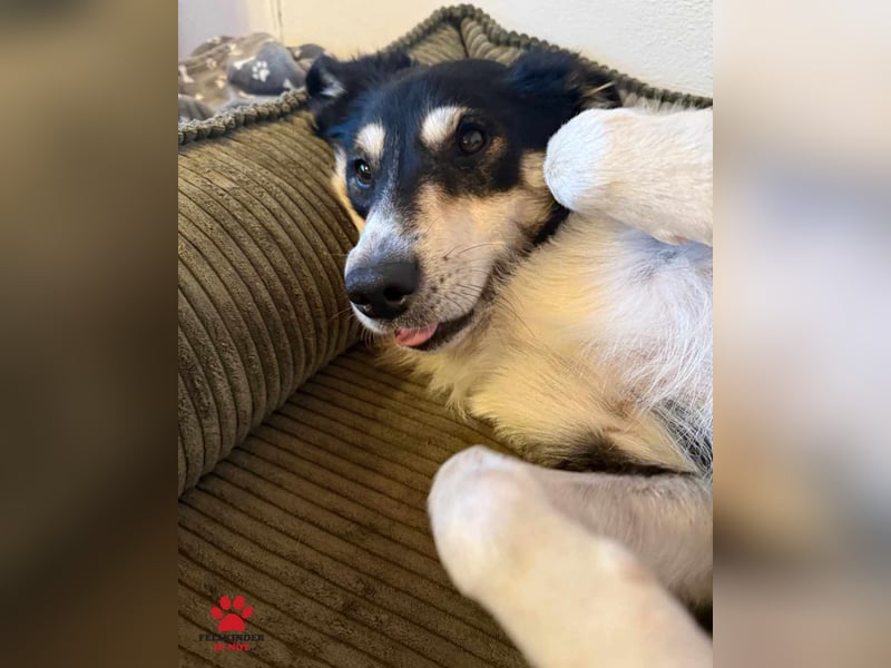 hübscher Border Collie Mischlings-Rüde Cuby sucht ein Zuhause, Hütehund hübscher Border Collie Mischlings-Rüde Cuby sucht ein Zuhause, Hütehund