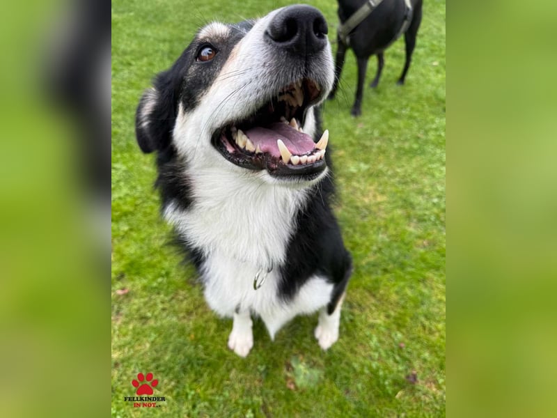 hübscher Border Collie Mischlings-Rüde Cuby sucht ein Zuhause, Hütehund hübscher Border Collie Mischlings-Rüde Cuby sucht ein Zuhause, Hütehund