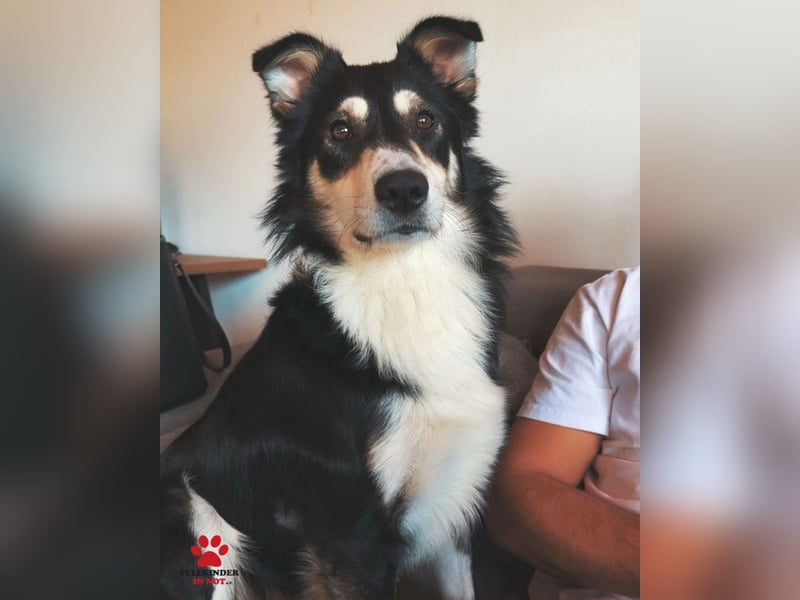Cuby hübscher Border Collie Mischlings-Rüde sucht ein Zuhause, Hütehund
