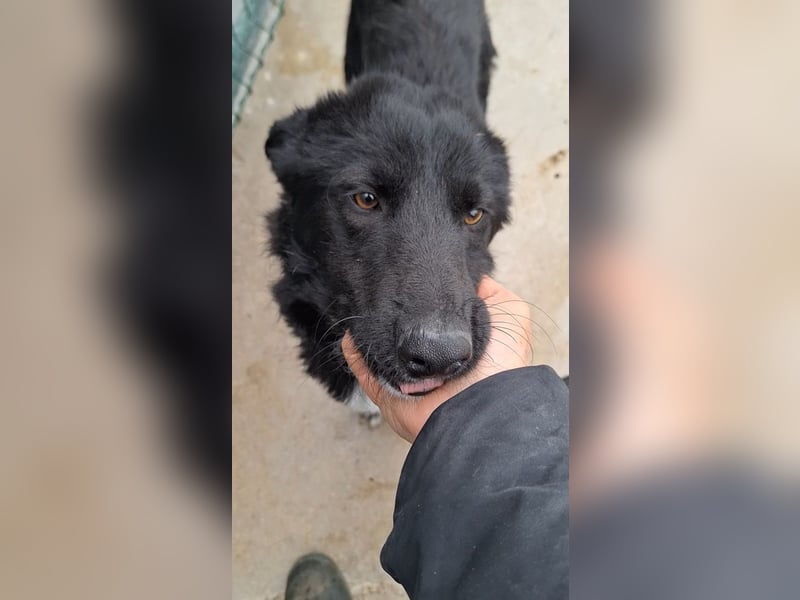 liebe Border Collie- kroatischer Schäferhund Mischling Lisa sucht ...