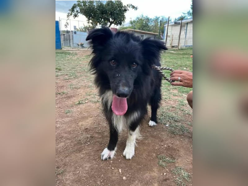 bildhübsche Border-Collie Mischlings-Hündin Maza sucht ihre Familie