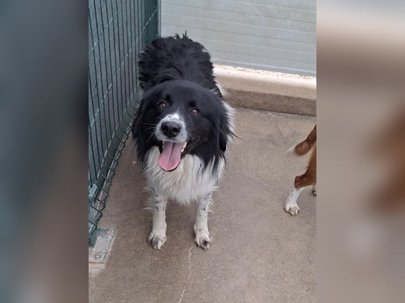 Muki lieber Border Collie Mischling Rüde sucht Zuhause oder Pflegestelle